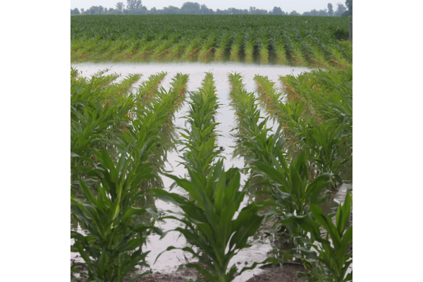 Flooded cornfield.